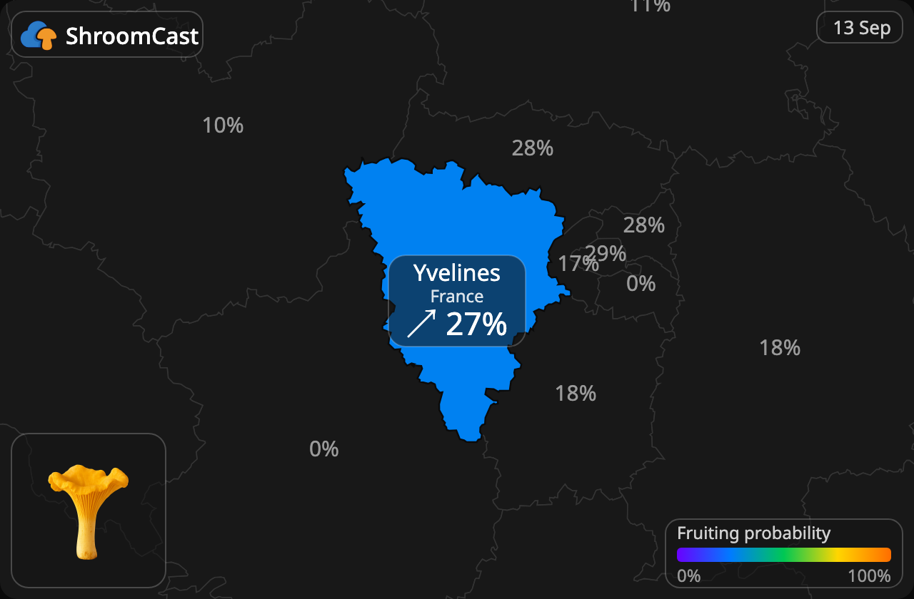 Girolle Yvelines