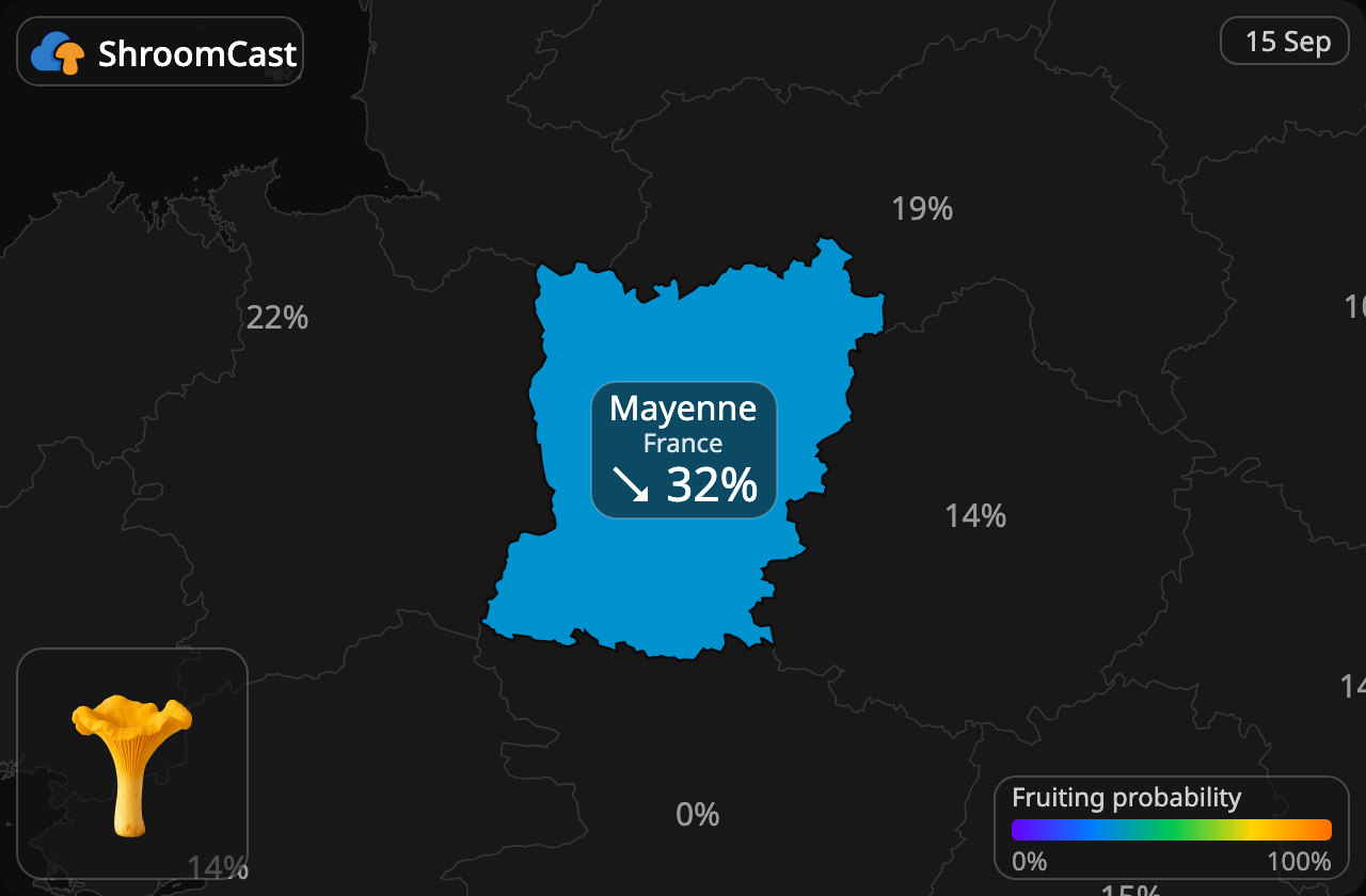 Лисичка звичайна Mayenne