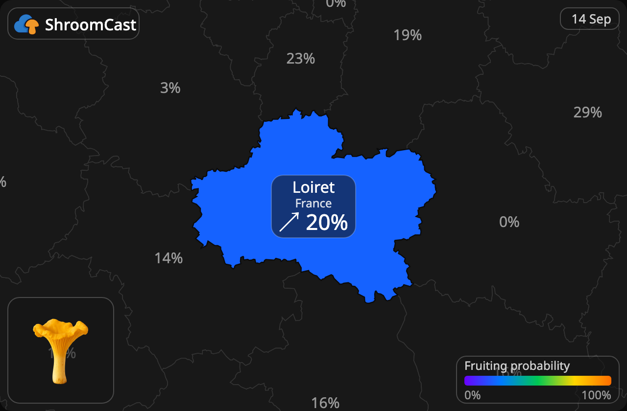 Pfifferling Loiret
