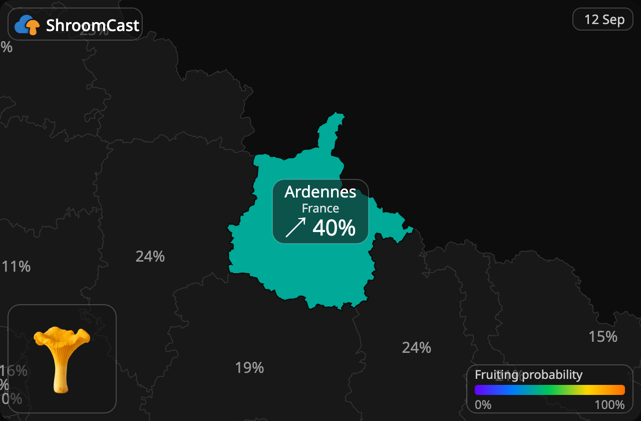 Pfifferling Ardennes