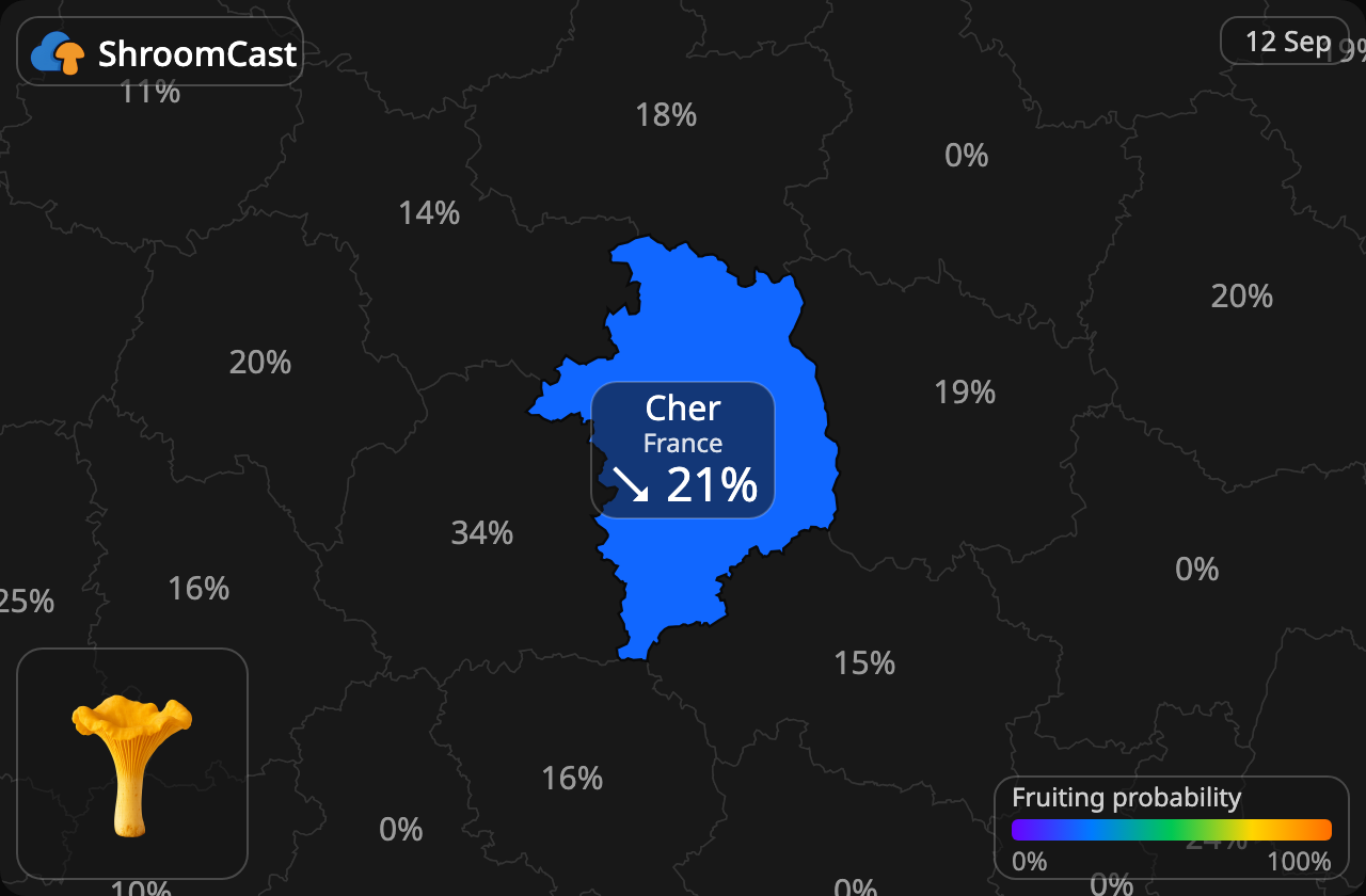 Finferlo Cher