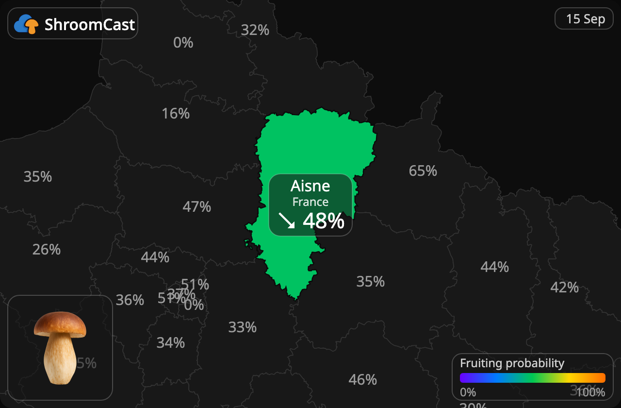 Prawdziwek Aisne