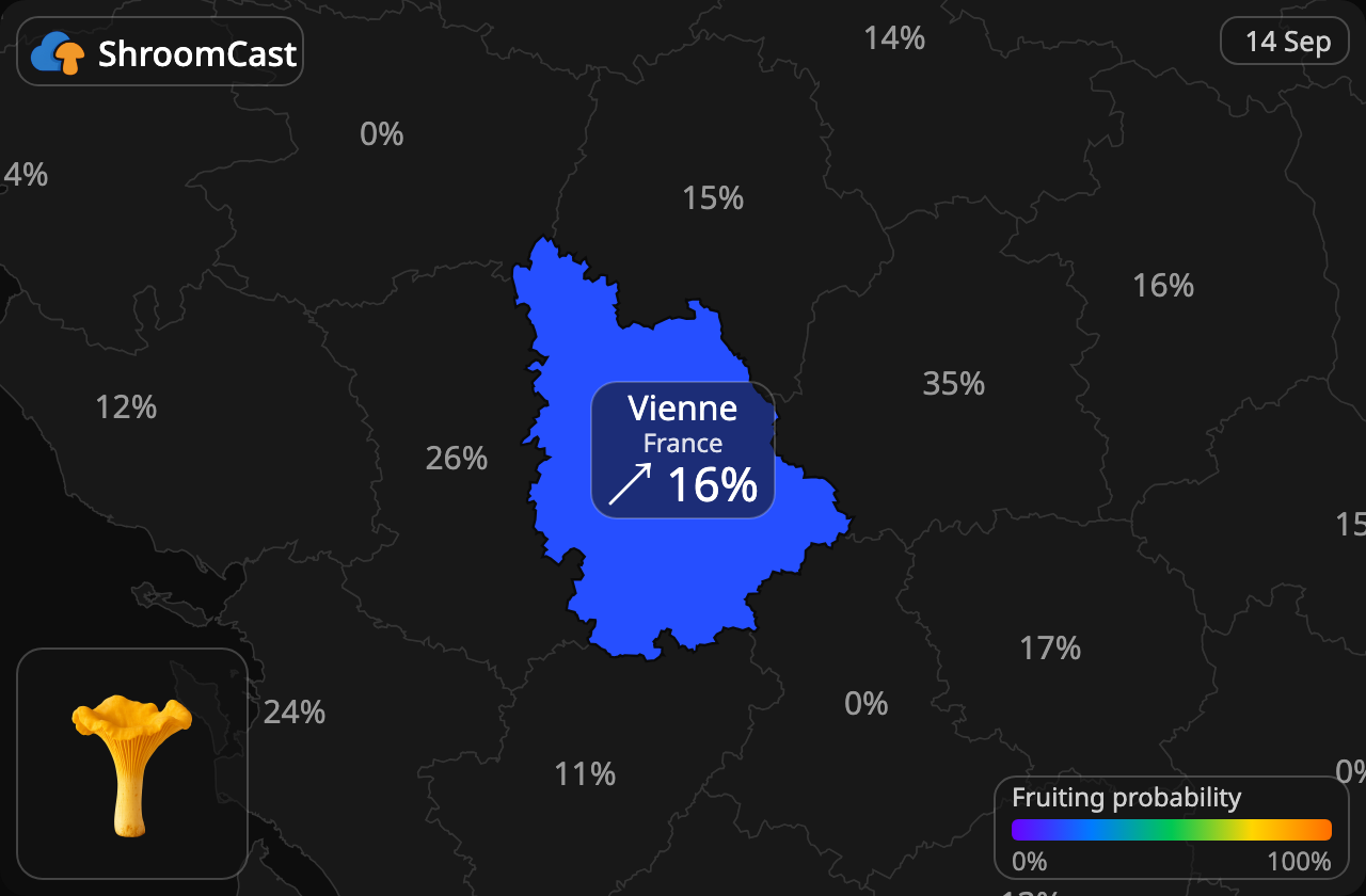 Pfifferling Vienne