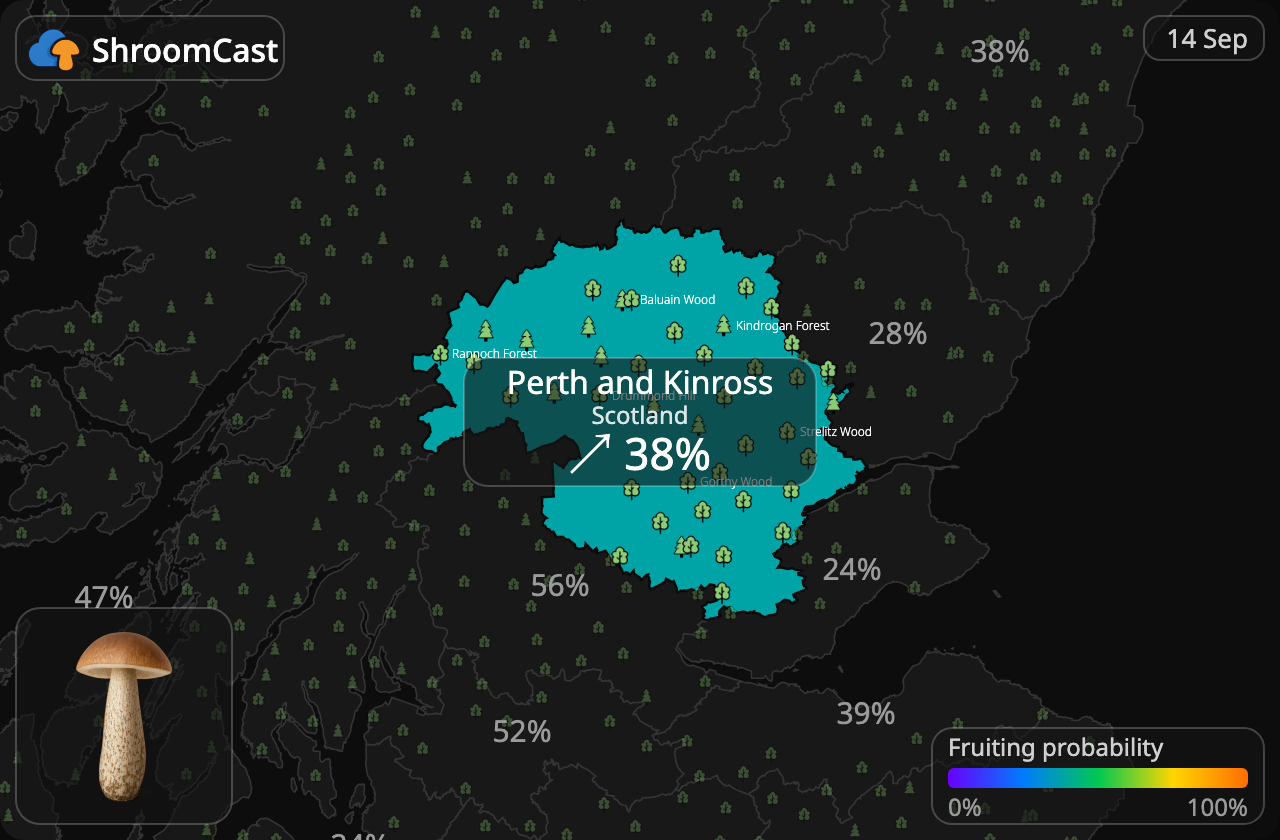 Björksopp Perth and Kinross