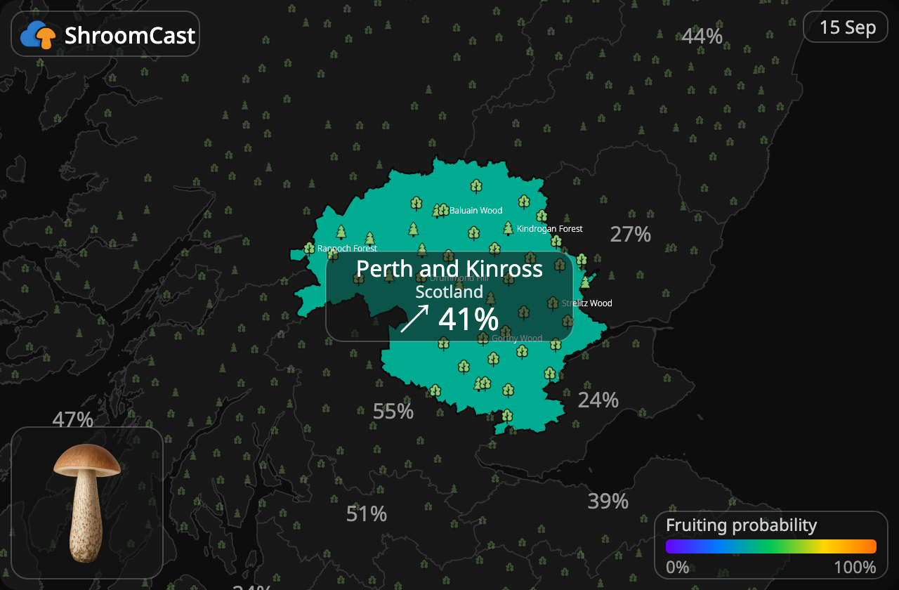 Berkenboleet Perth and Kinross