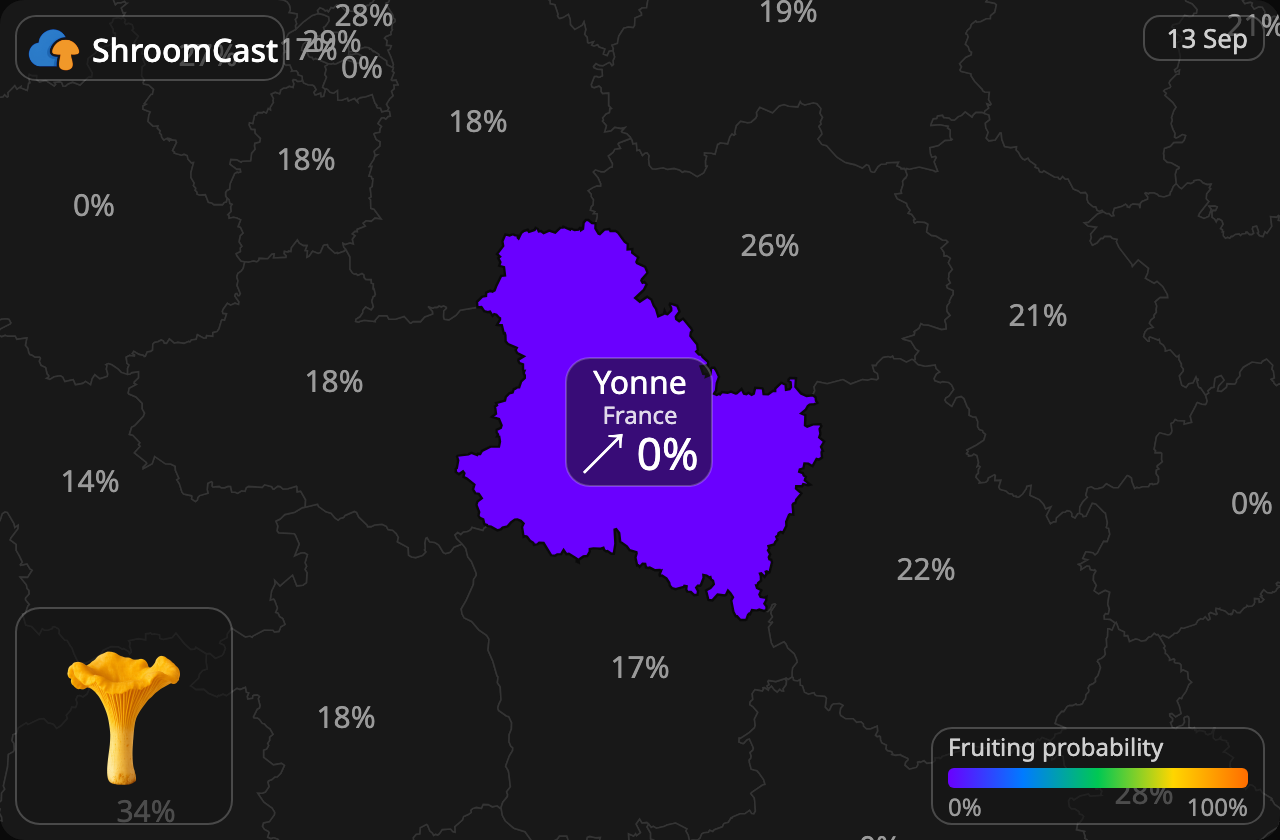 Kantarelli Yonne