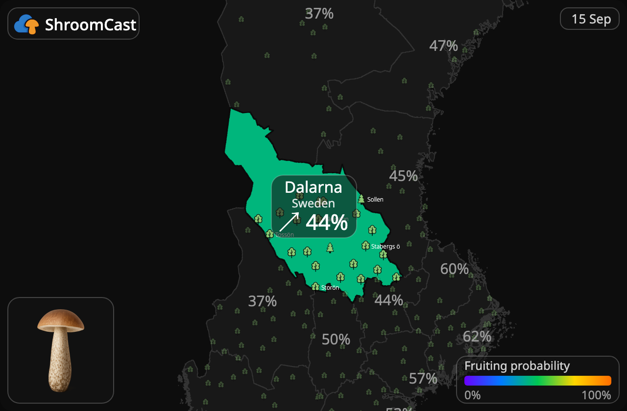 Berkenboleet Dalarna