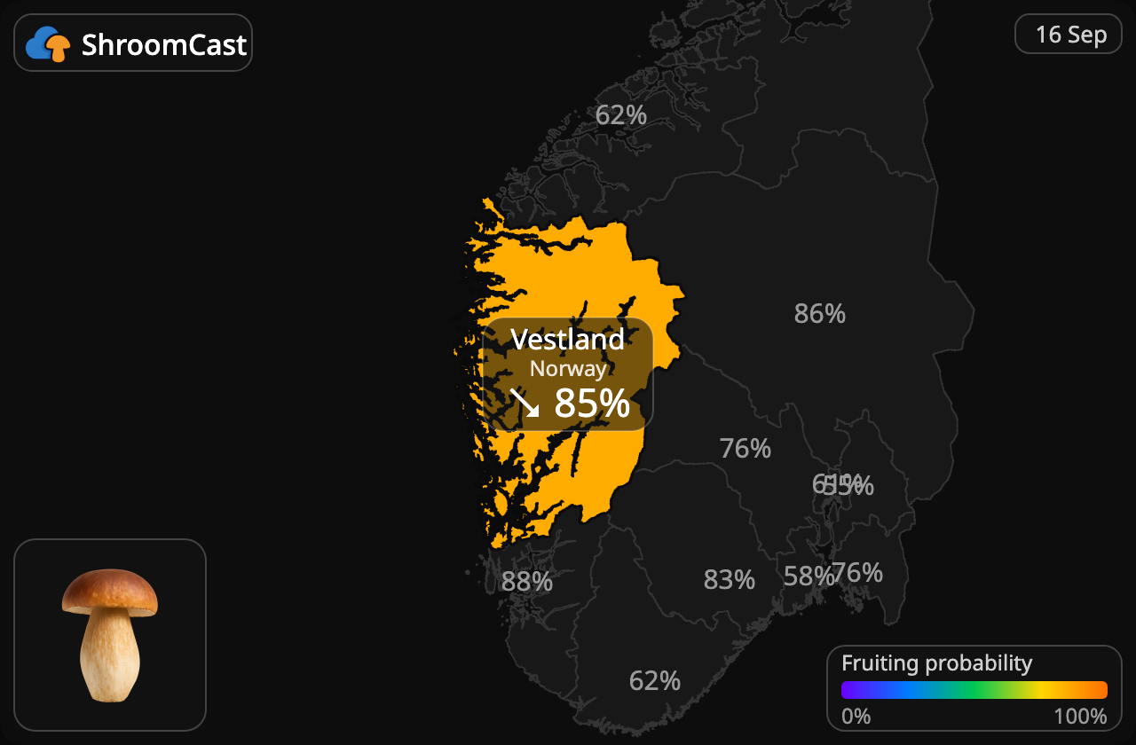 Steinpilz Vestland