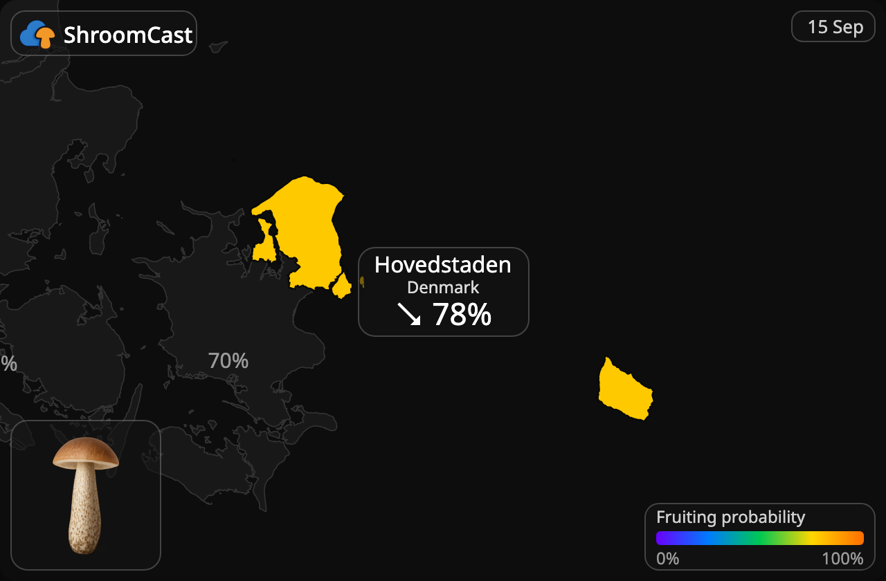 Підберезник звичайний Hovedstaden