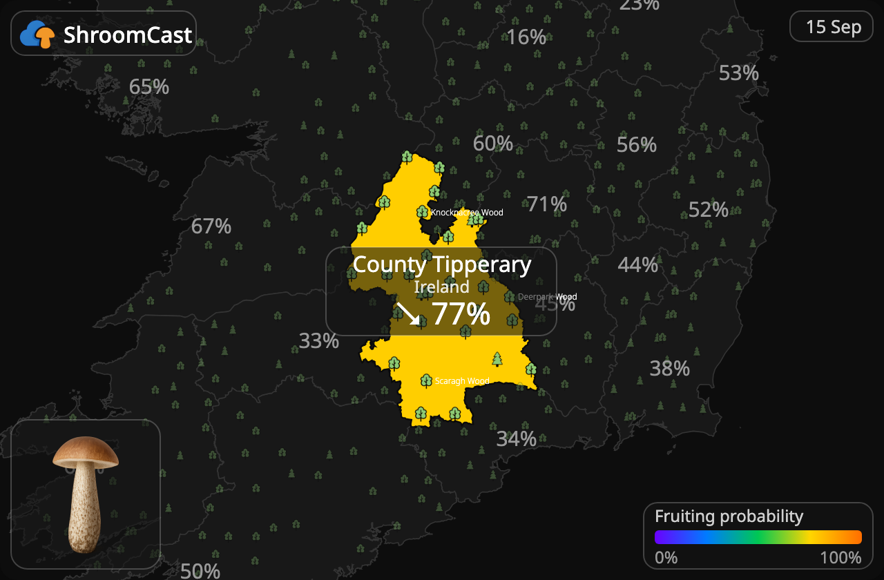 Підберезник звичайний County Tipperary