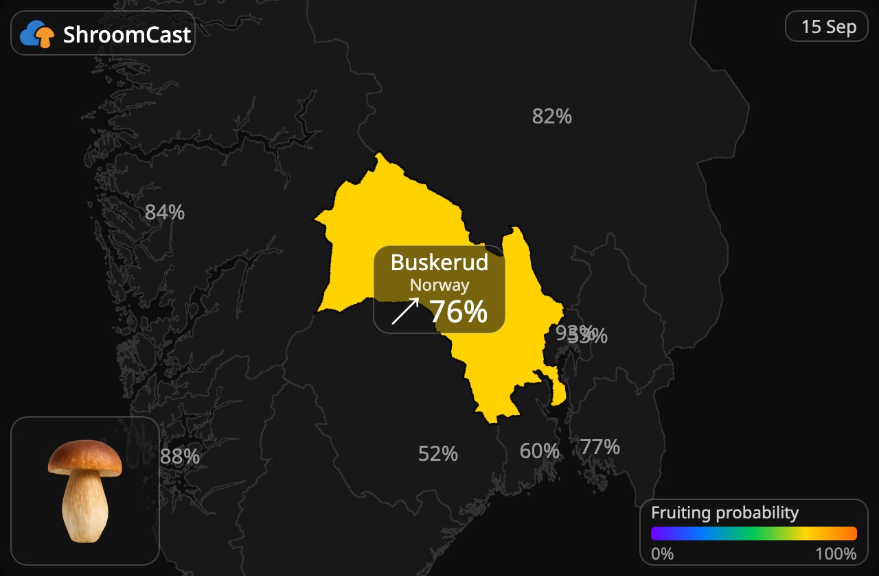 Steinpilz Buskerud