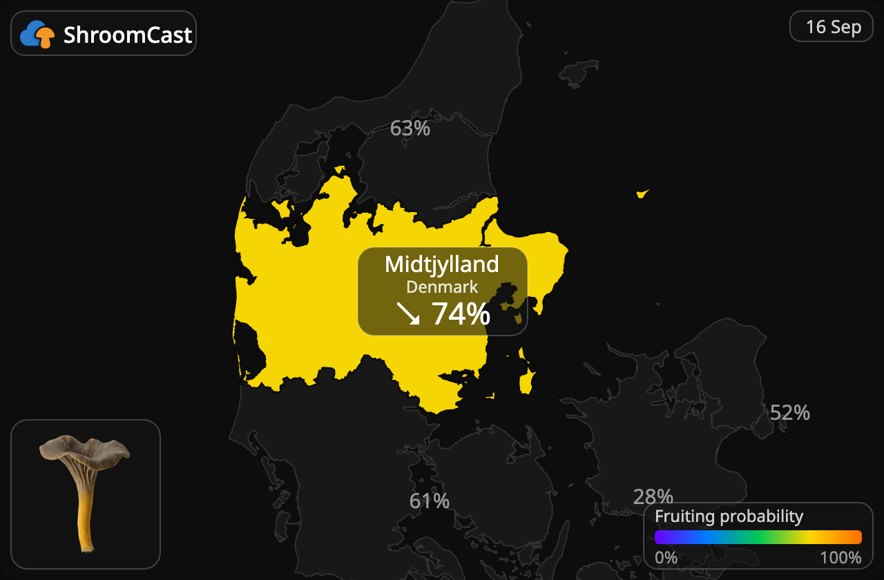 Trompetenpfifferling Midtjylland