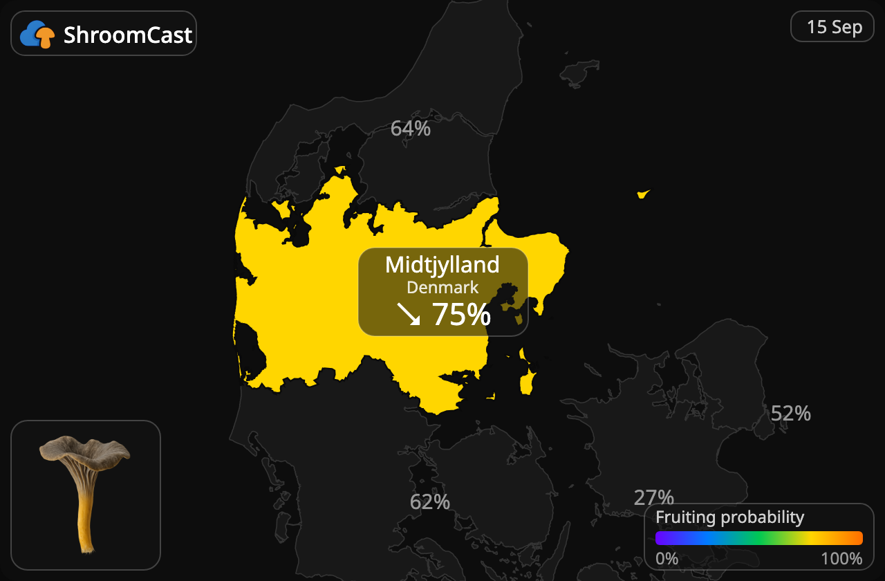 Лисичка трубчаста Midtjylland