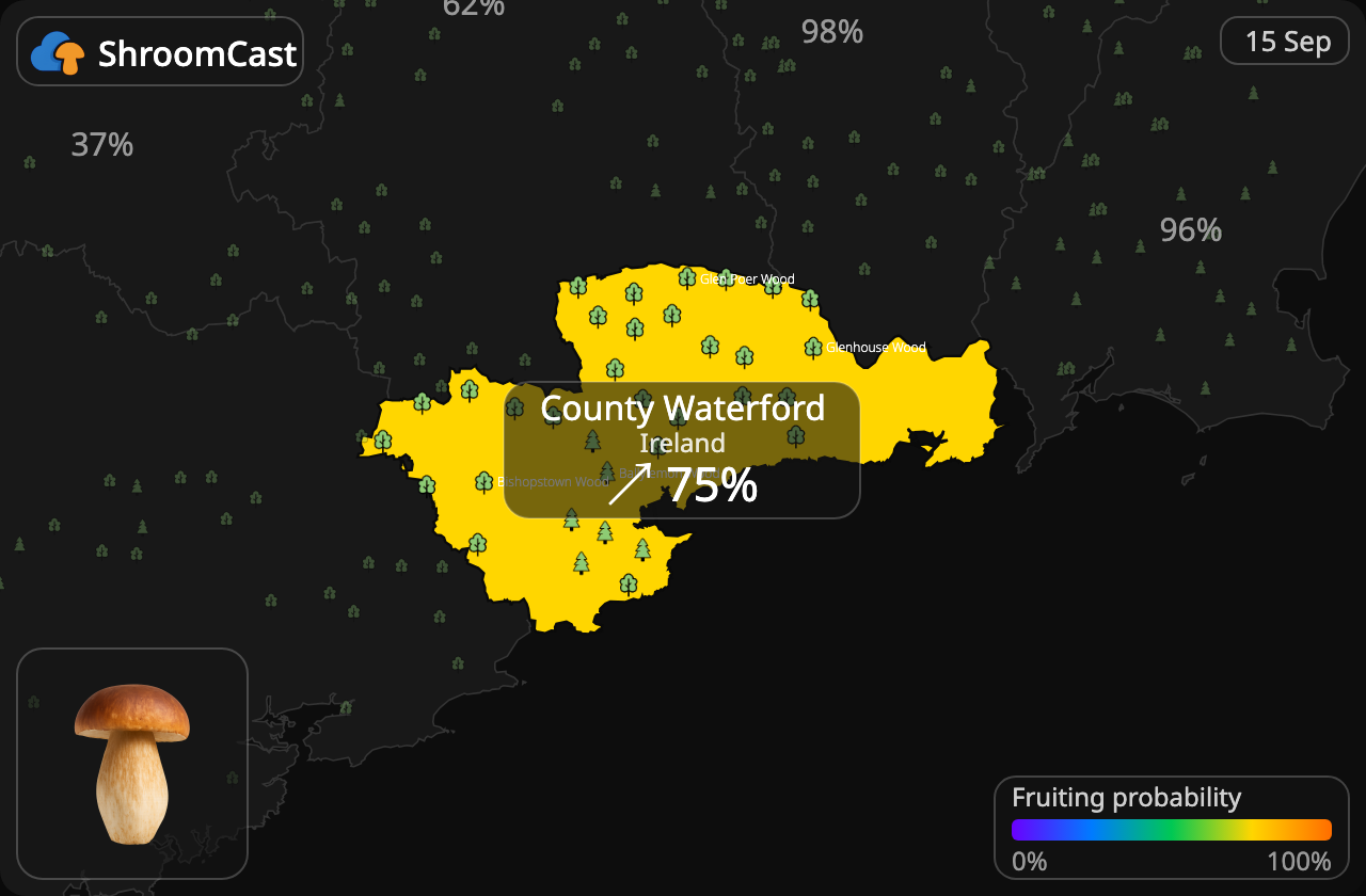 Білий гриб County Waterford