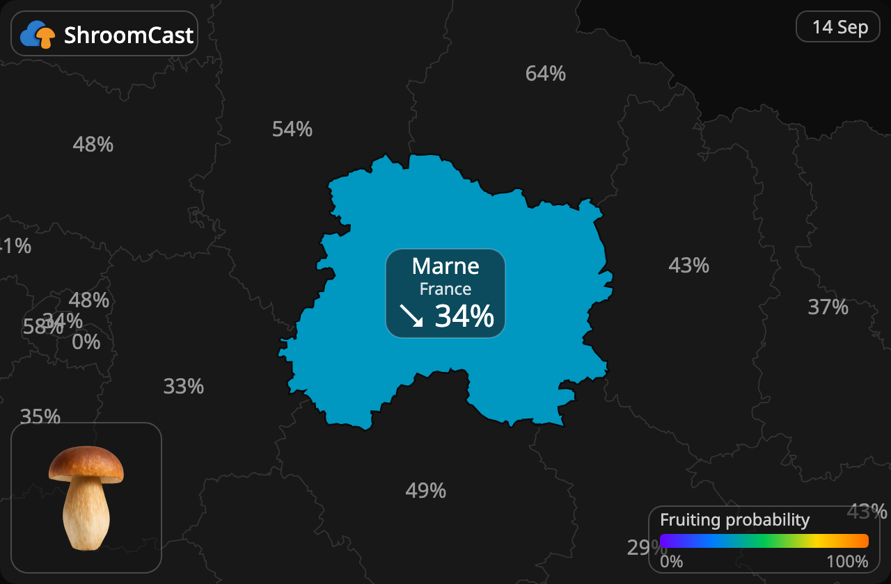 Білий гриб Marne