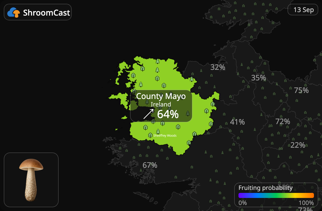 Porcinello grigio County Mayo