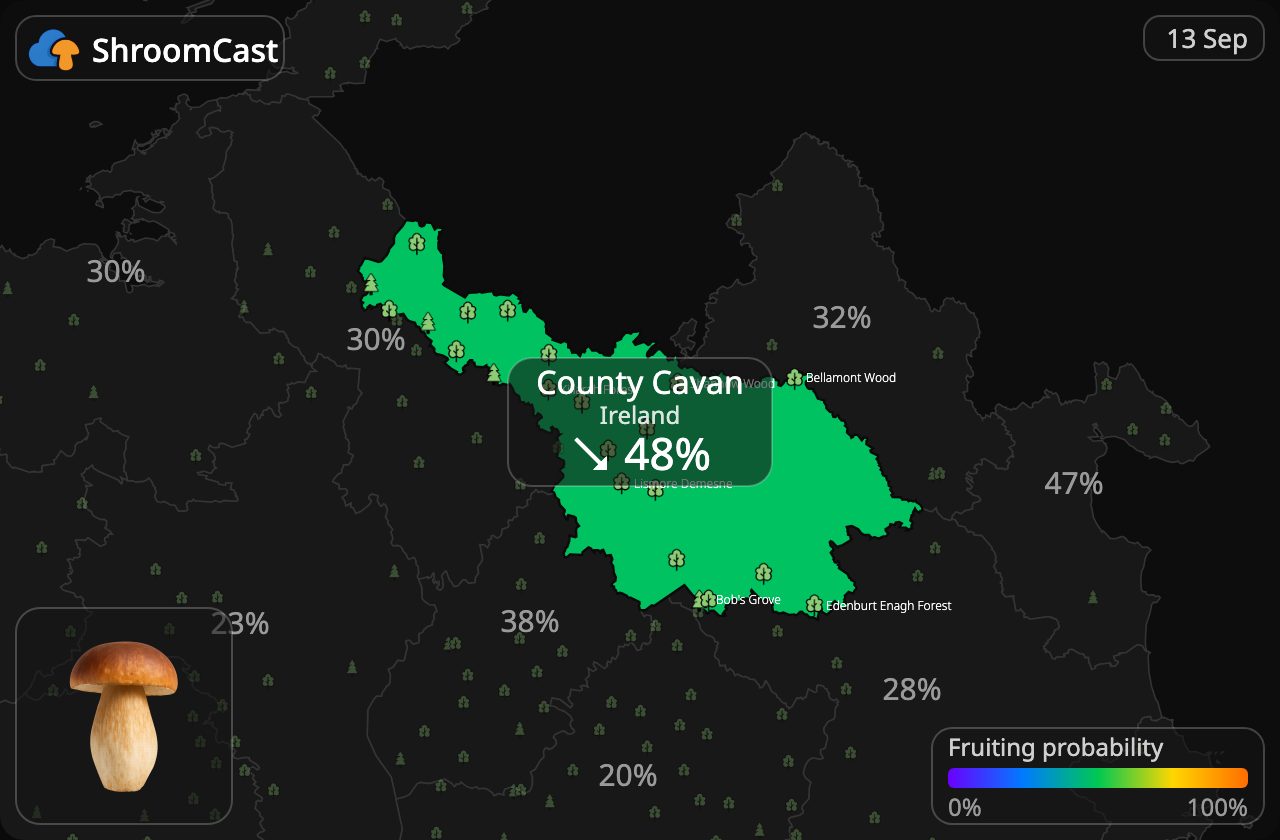 Porcini County Cavan