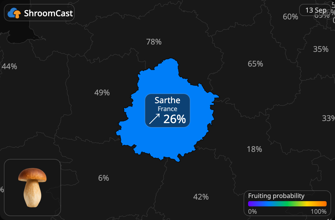 Білий гриб Sarthe