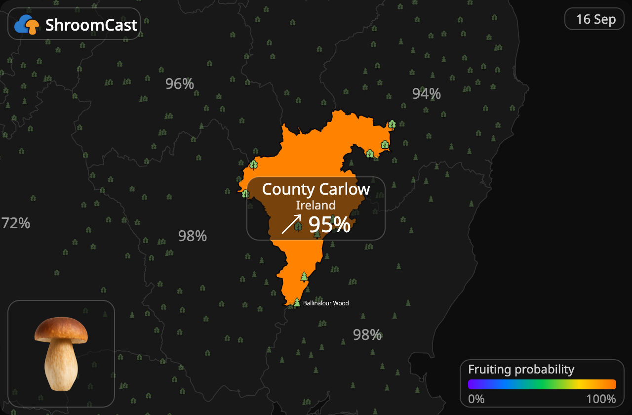 Prawdziwek County Carlow