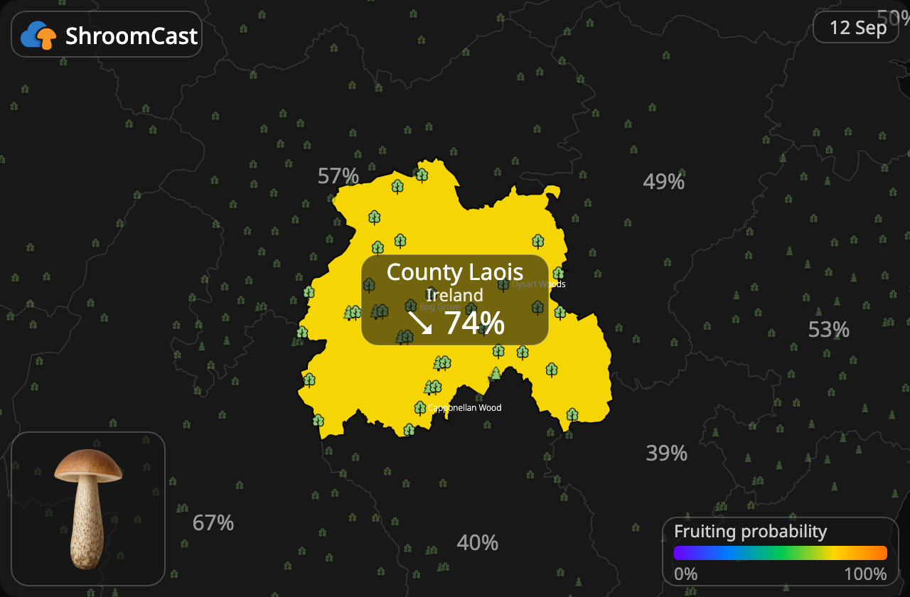 Підберезник звичайний County Laois