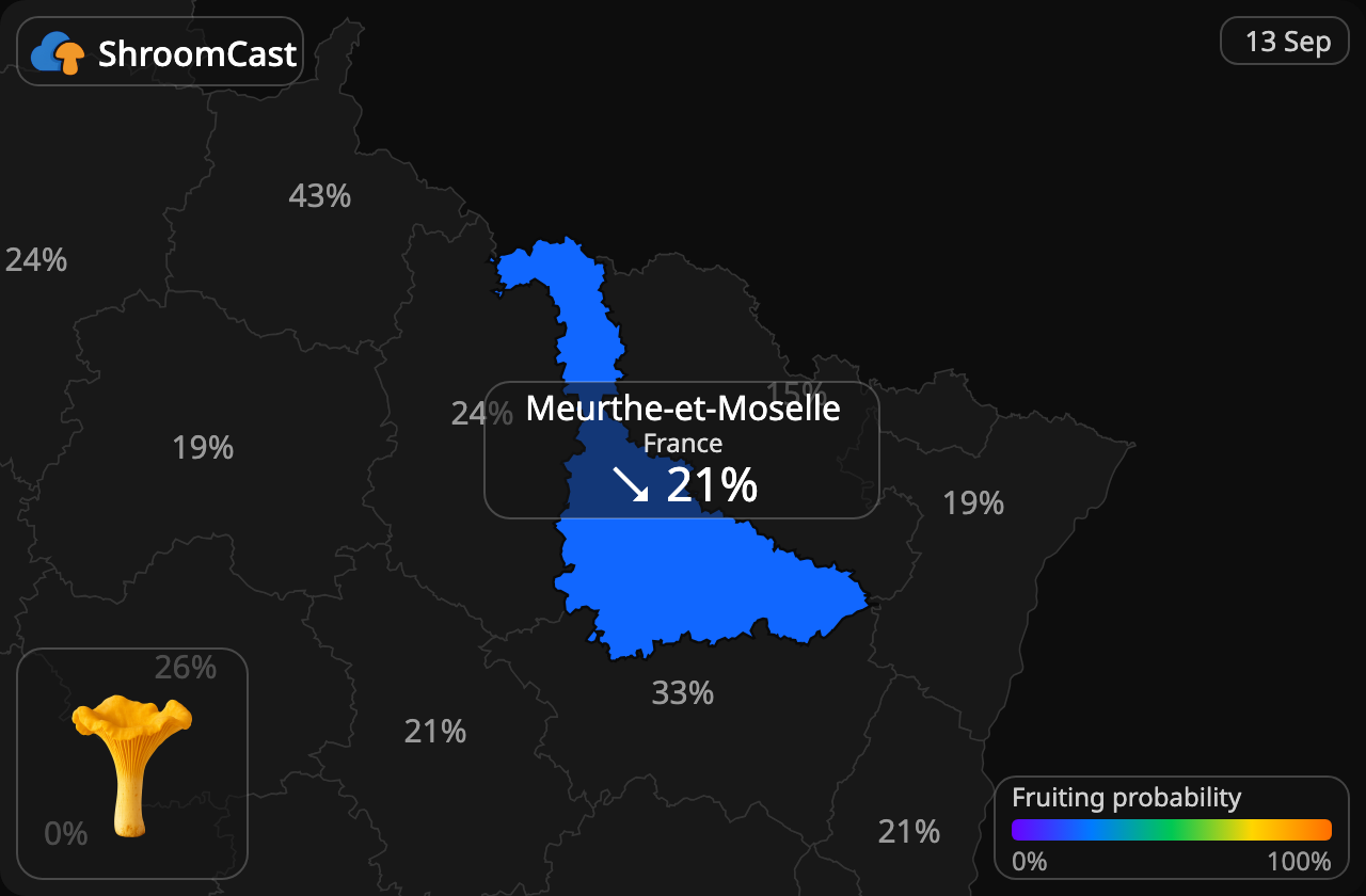 Cantharel Meurthe-et-Moselle