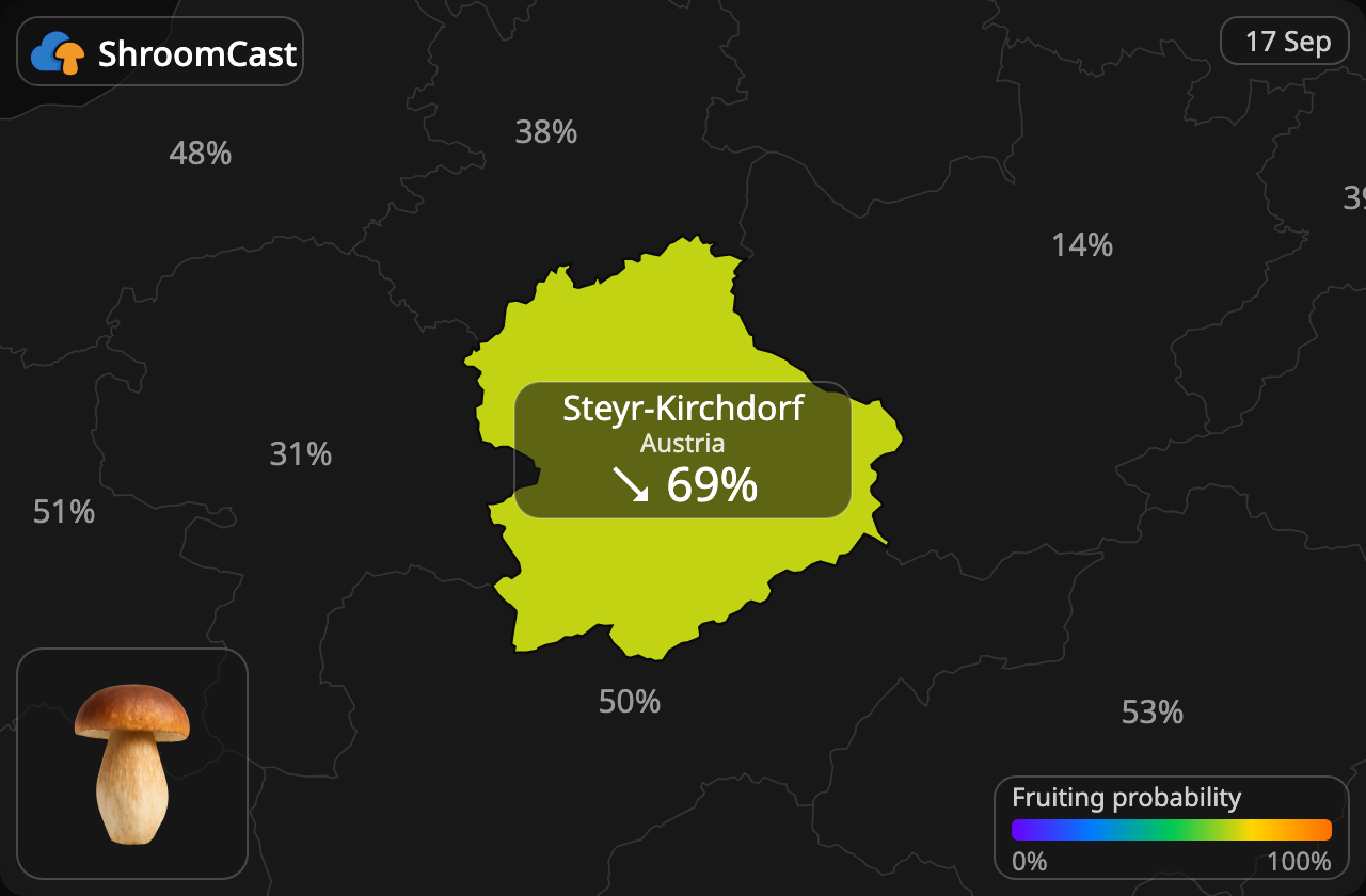 Prawdziwek Steyr-Kirchdorf