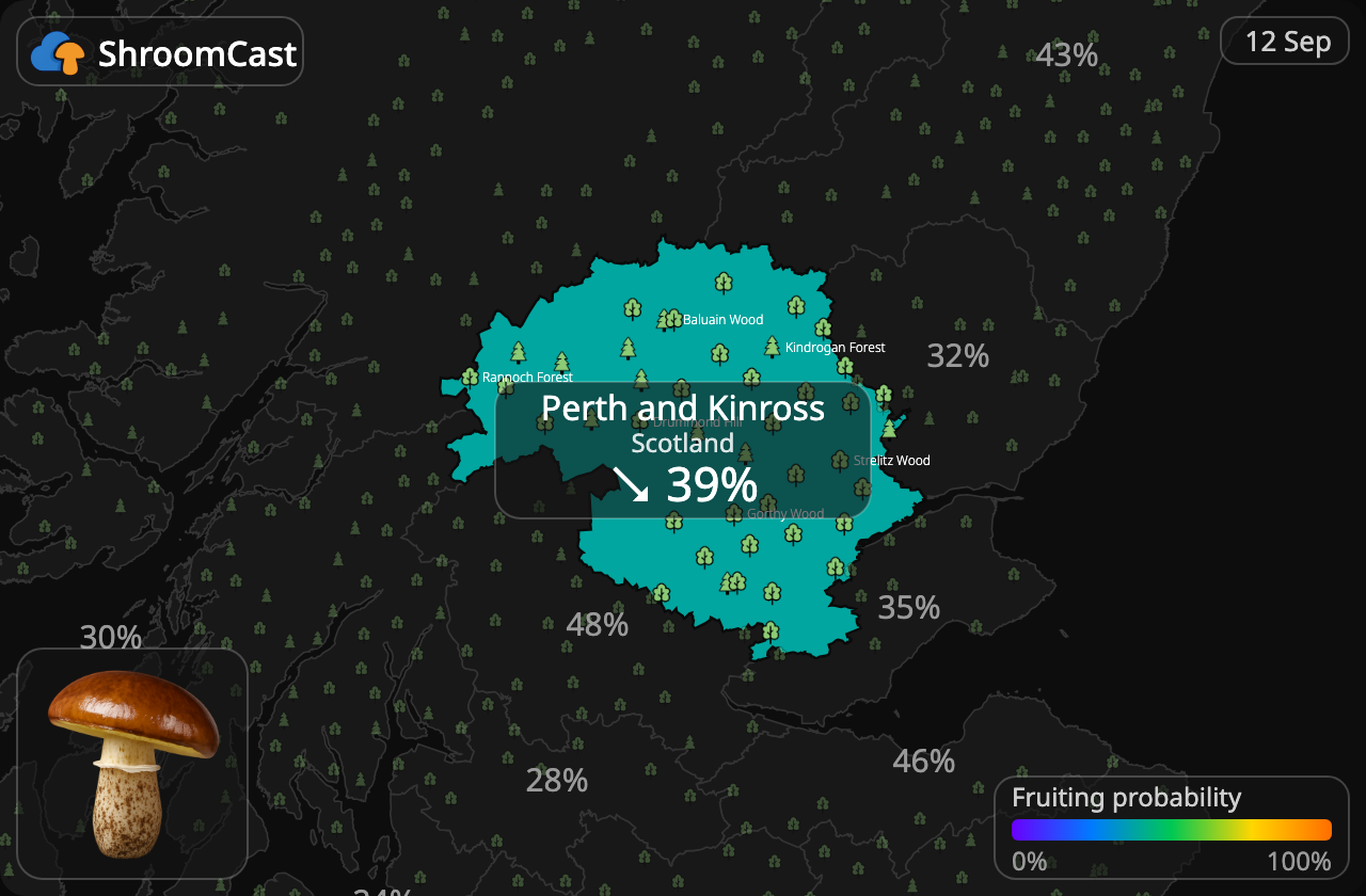 Butterpilz Perth and Kinross