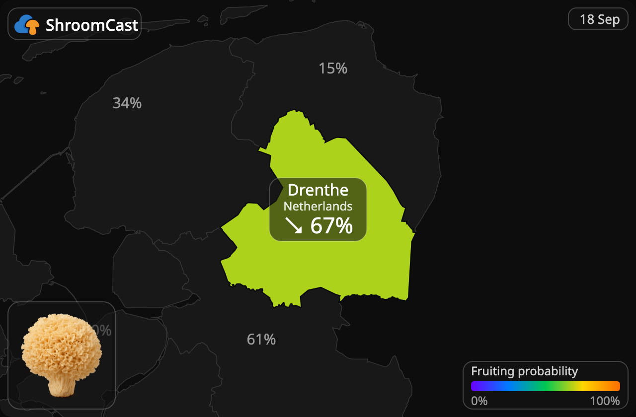 Sparassis crépu Drenthe