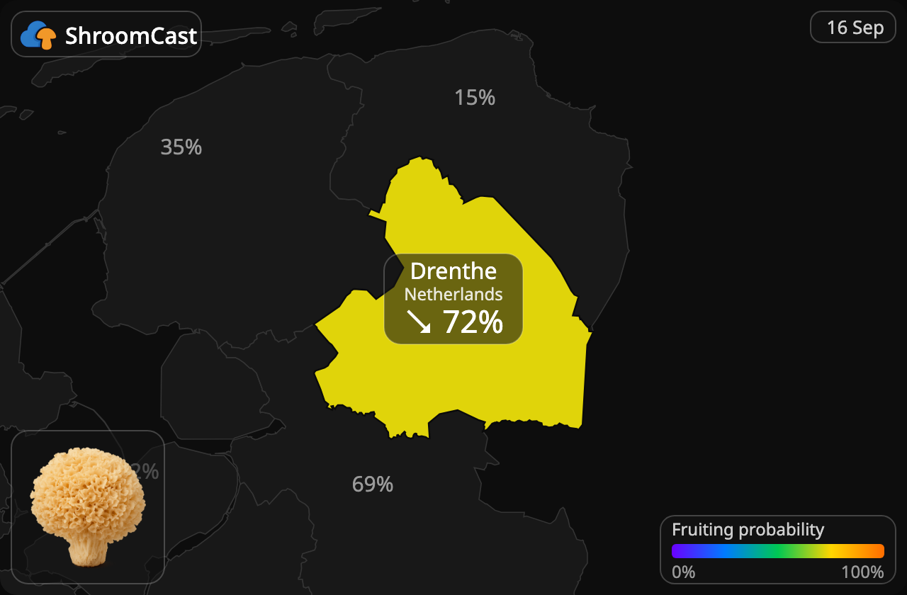 Blomkålsopp Drenthe
