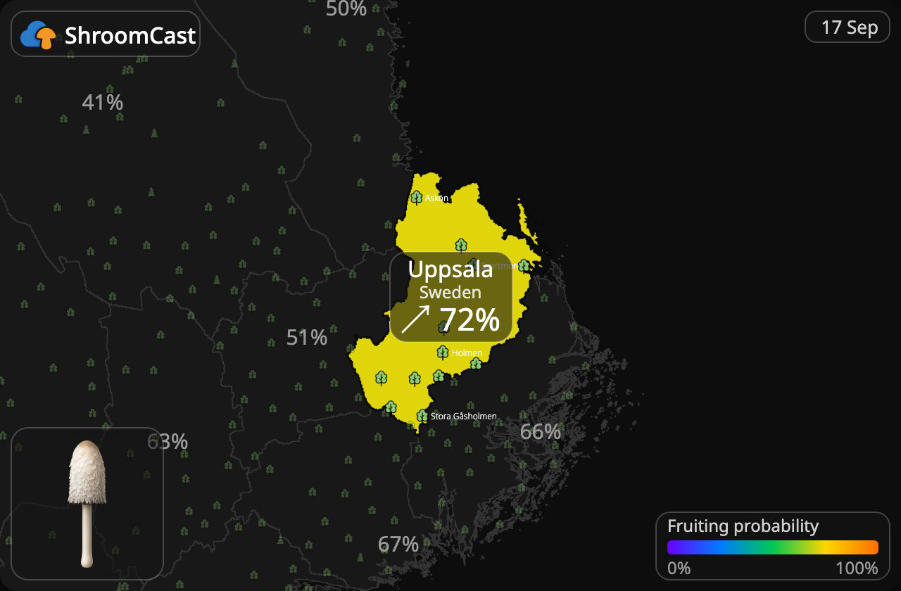 Parykblækhat Uppsala
