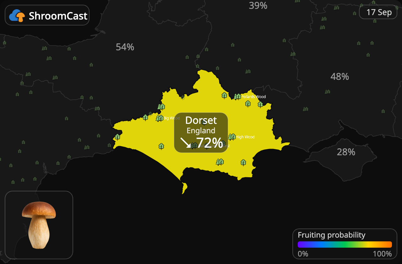 Eekhoorntjesbrood Dorset