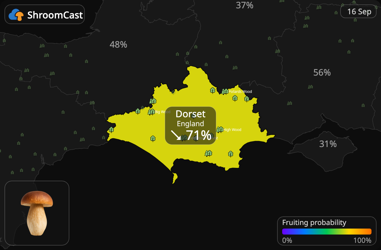 Steinsopp Dorset