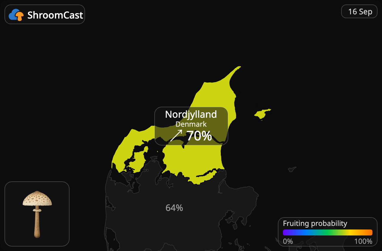 Parasolzwam Nordjylland