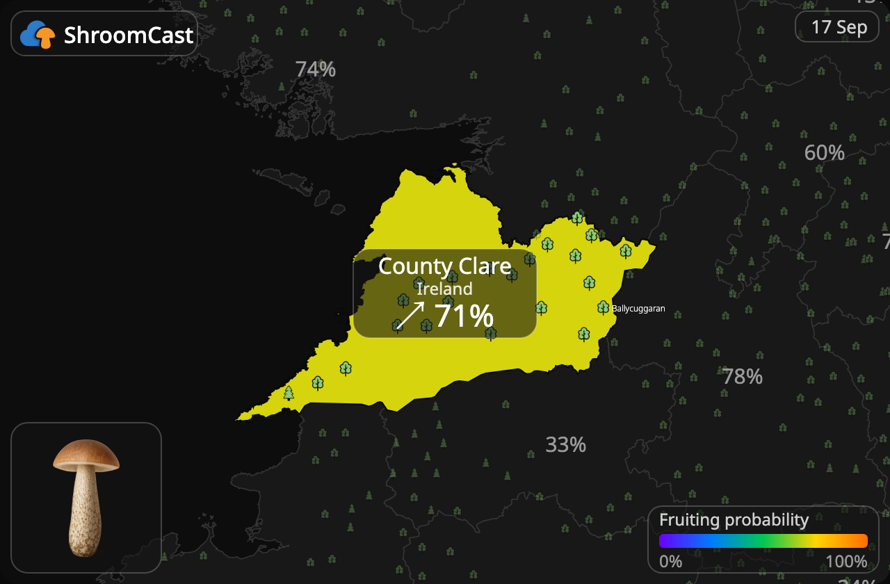 Підберезник звичайний County Clare