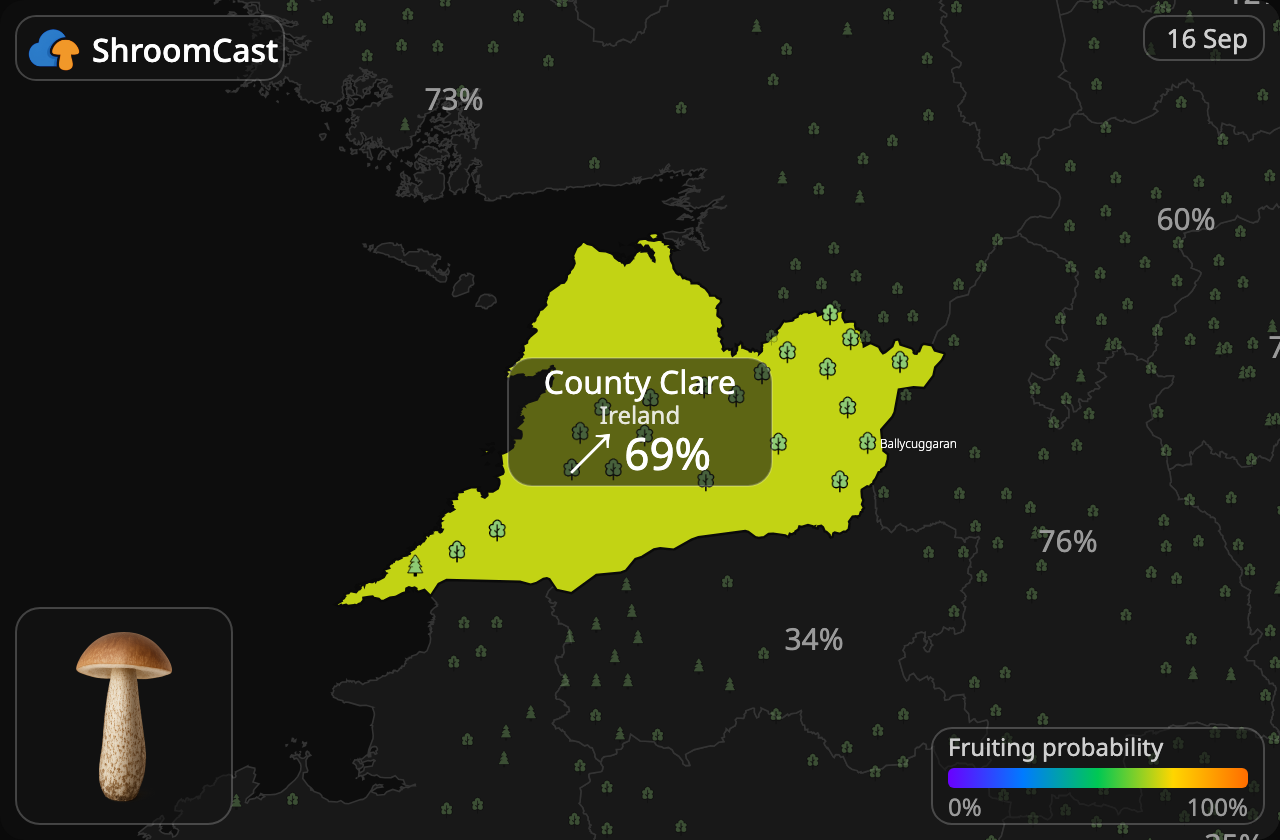 Koźlarz County Clare