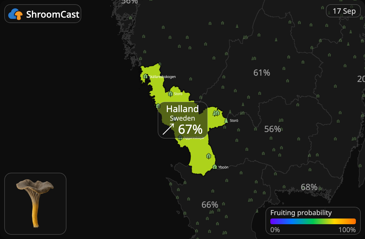 Suppilovahvero Halland