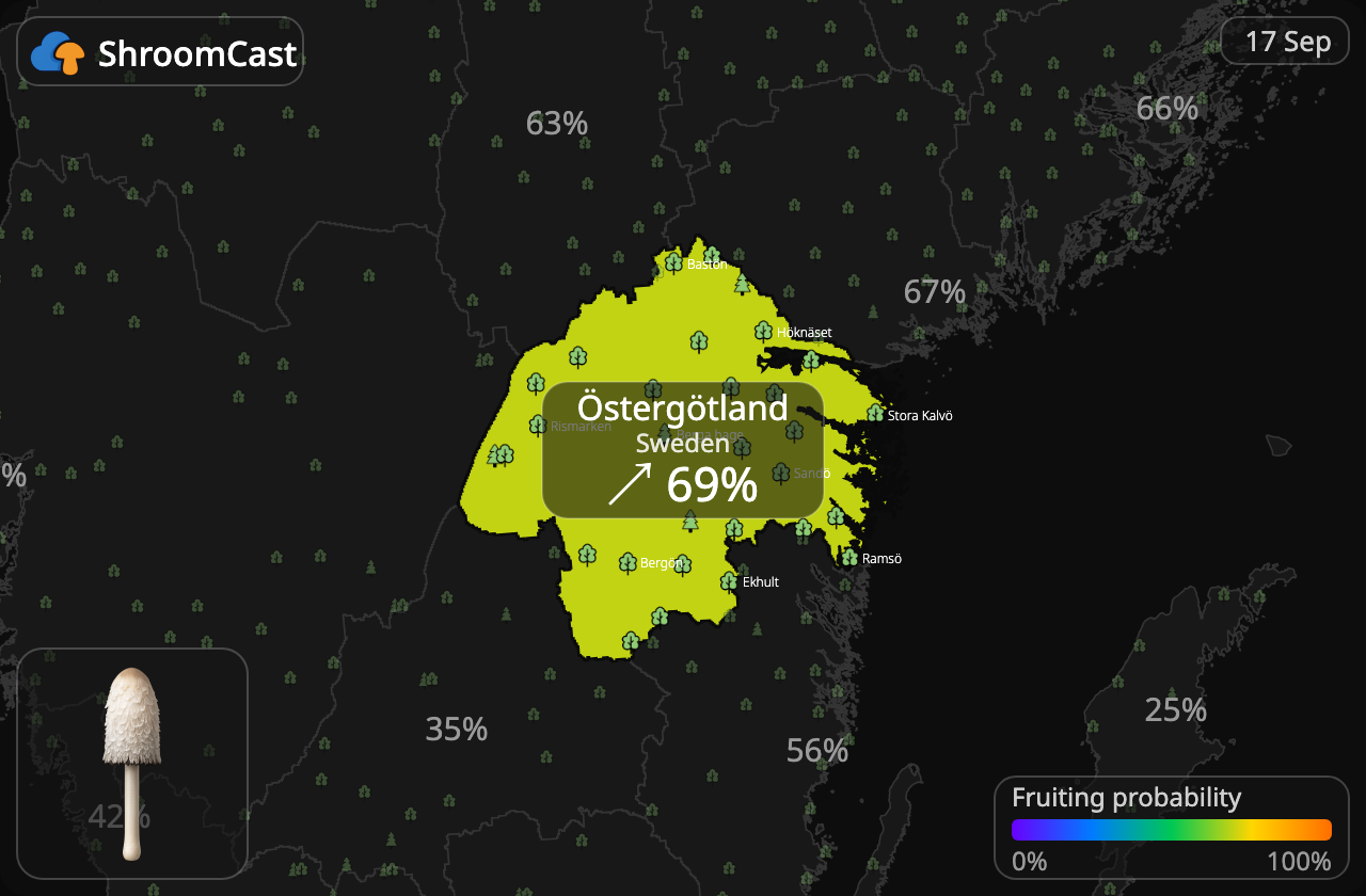 Coprin chevelu Östergötland