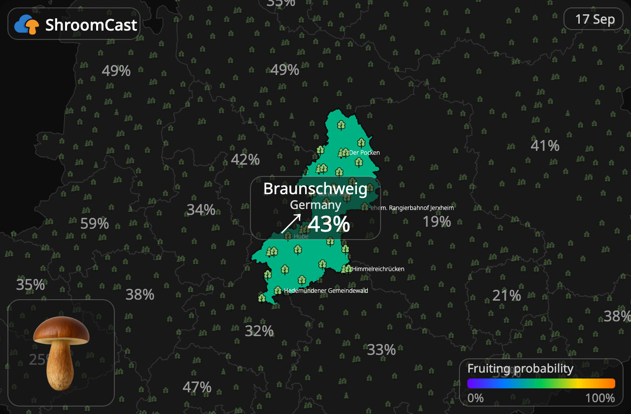 Польський гриб Braunschweig