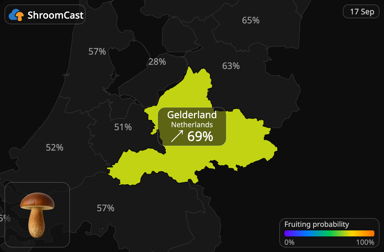 Bolet bai Gelderland