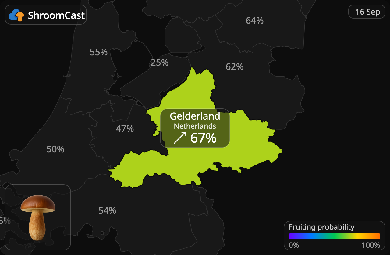 Boleto baio Gelderland