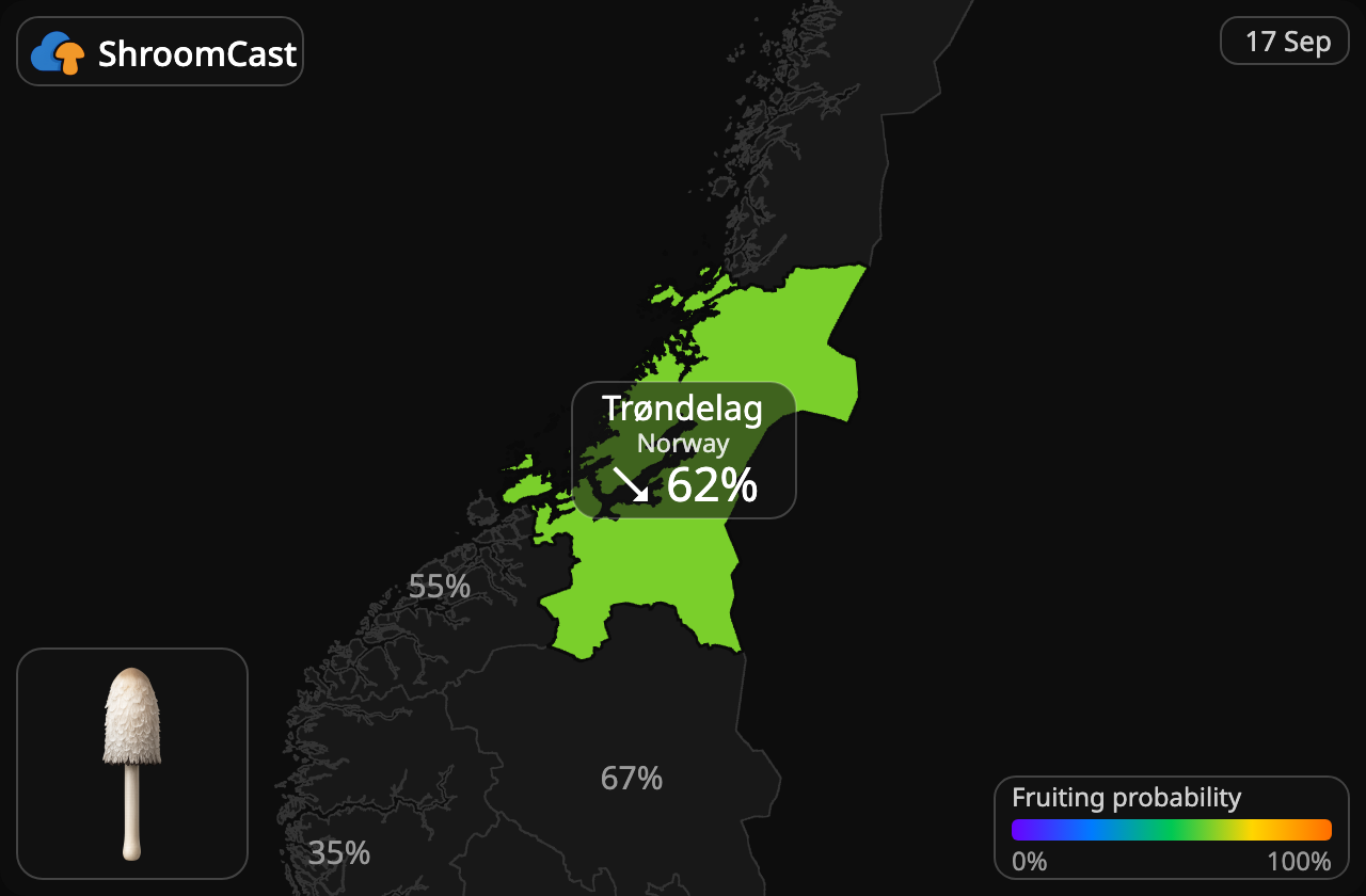 Coprin chevelu Trøndelag