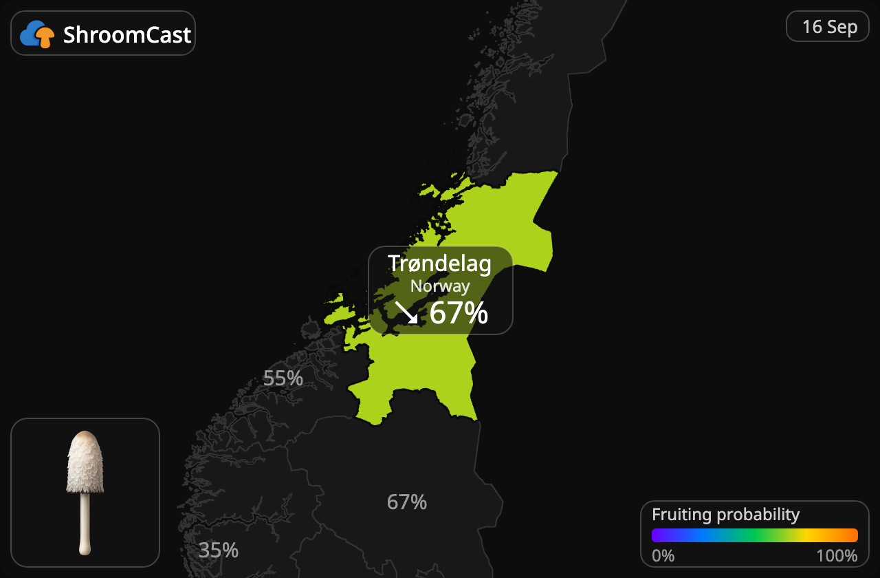 Schopftintling Trøndelag