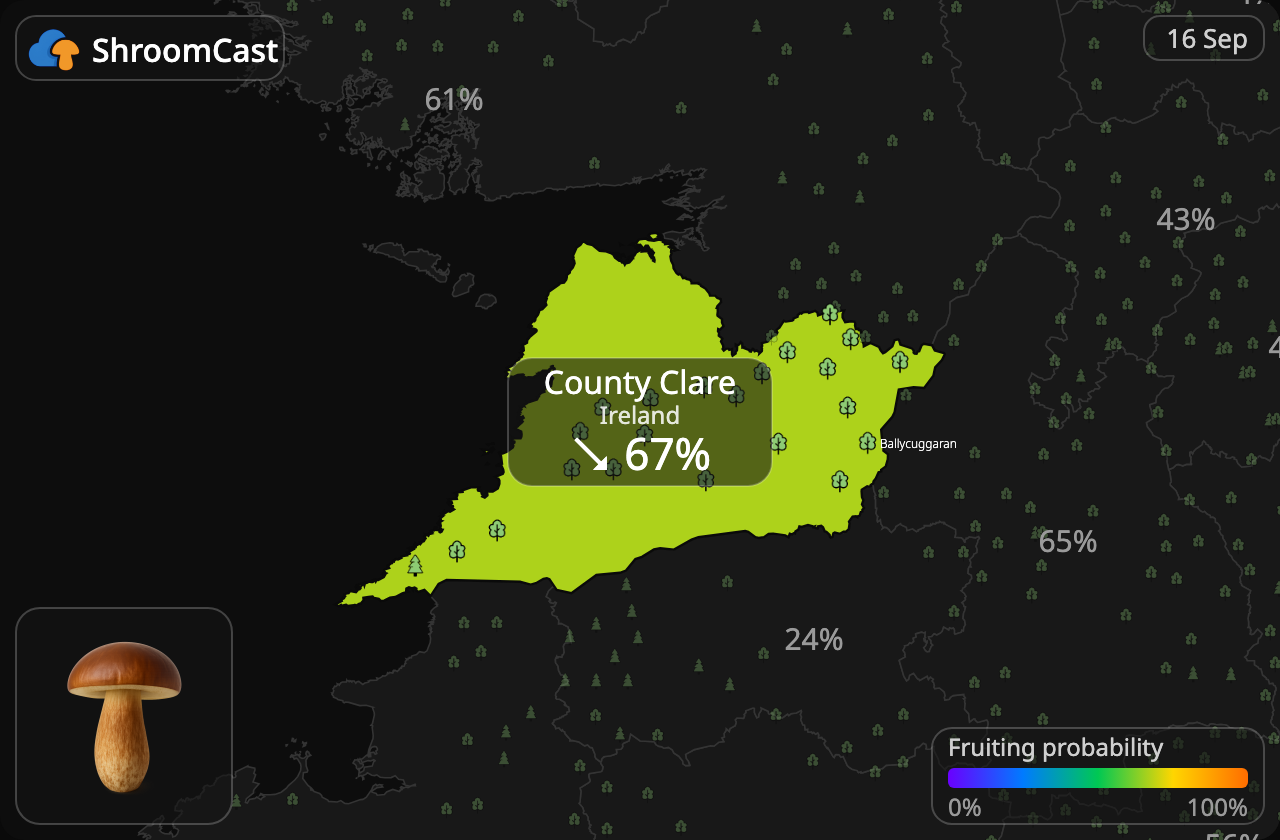 Maronenröhrling County Clare