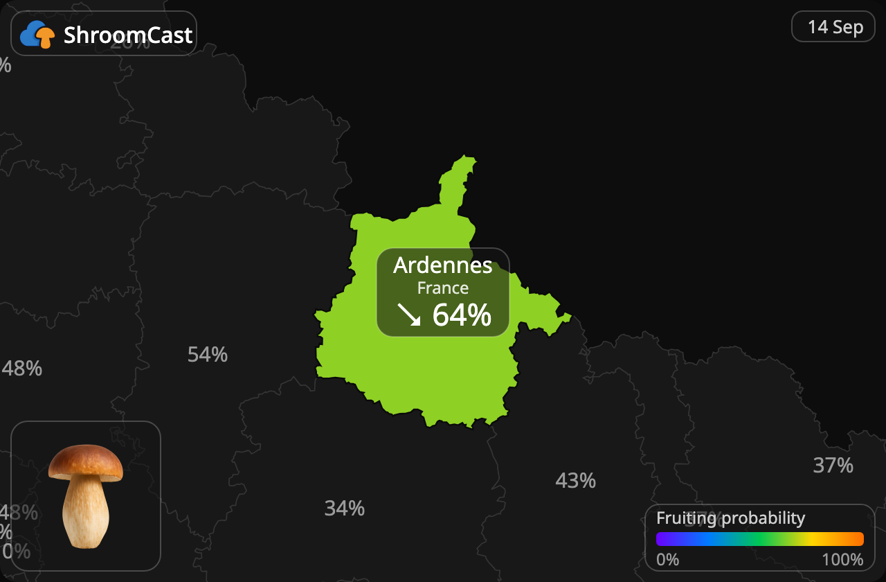 Herkkutatti Ardennes