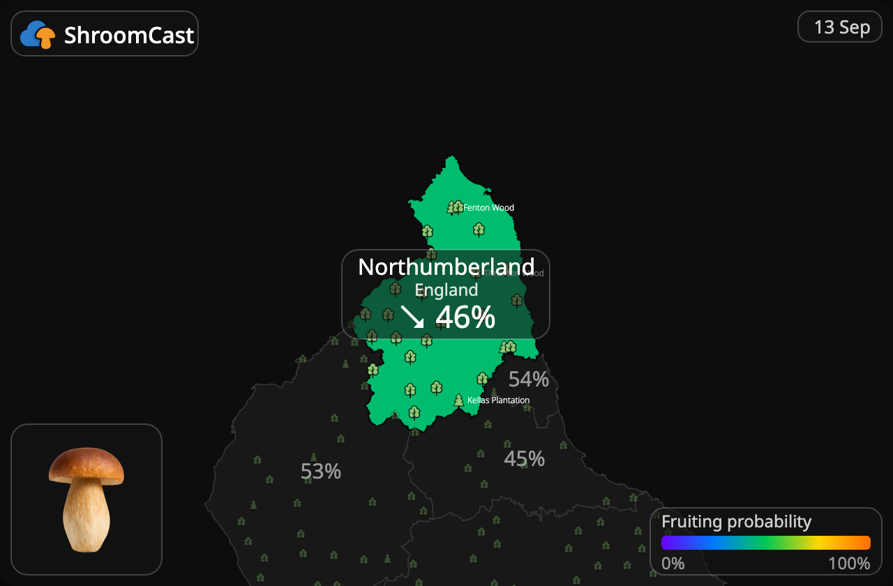 Білий гриб Northumberland