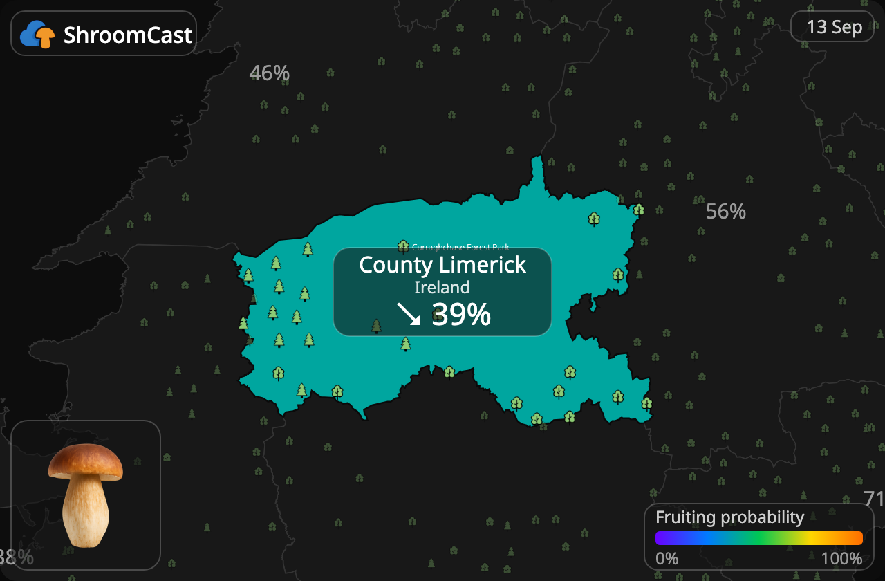 Cèpe County Limerick
