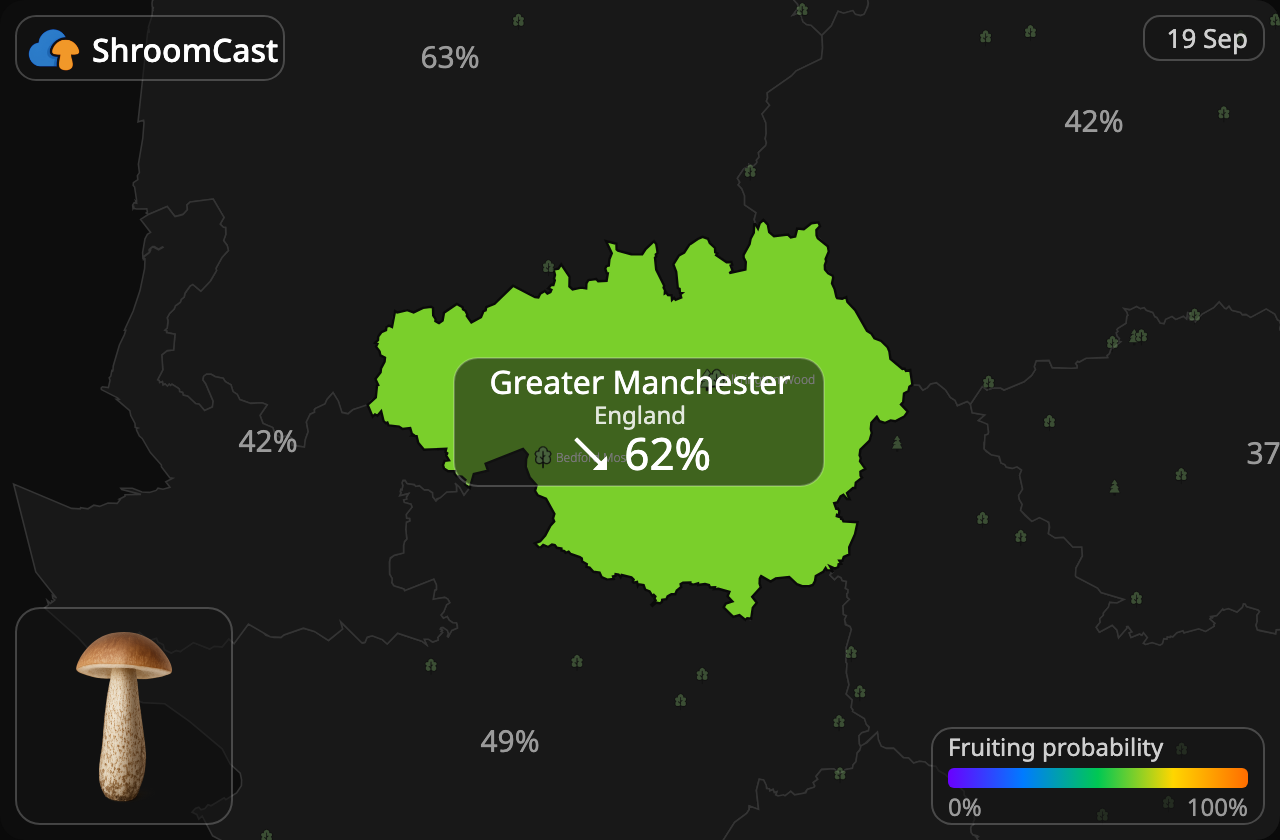 Lehmäntatti Greater Manchester