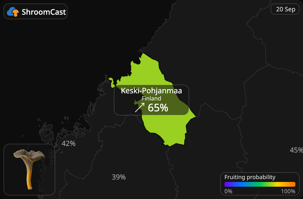 Suppilovahvero Keski-Pohjanmaa