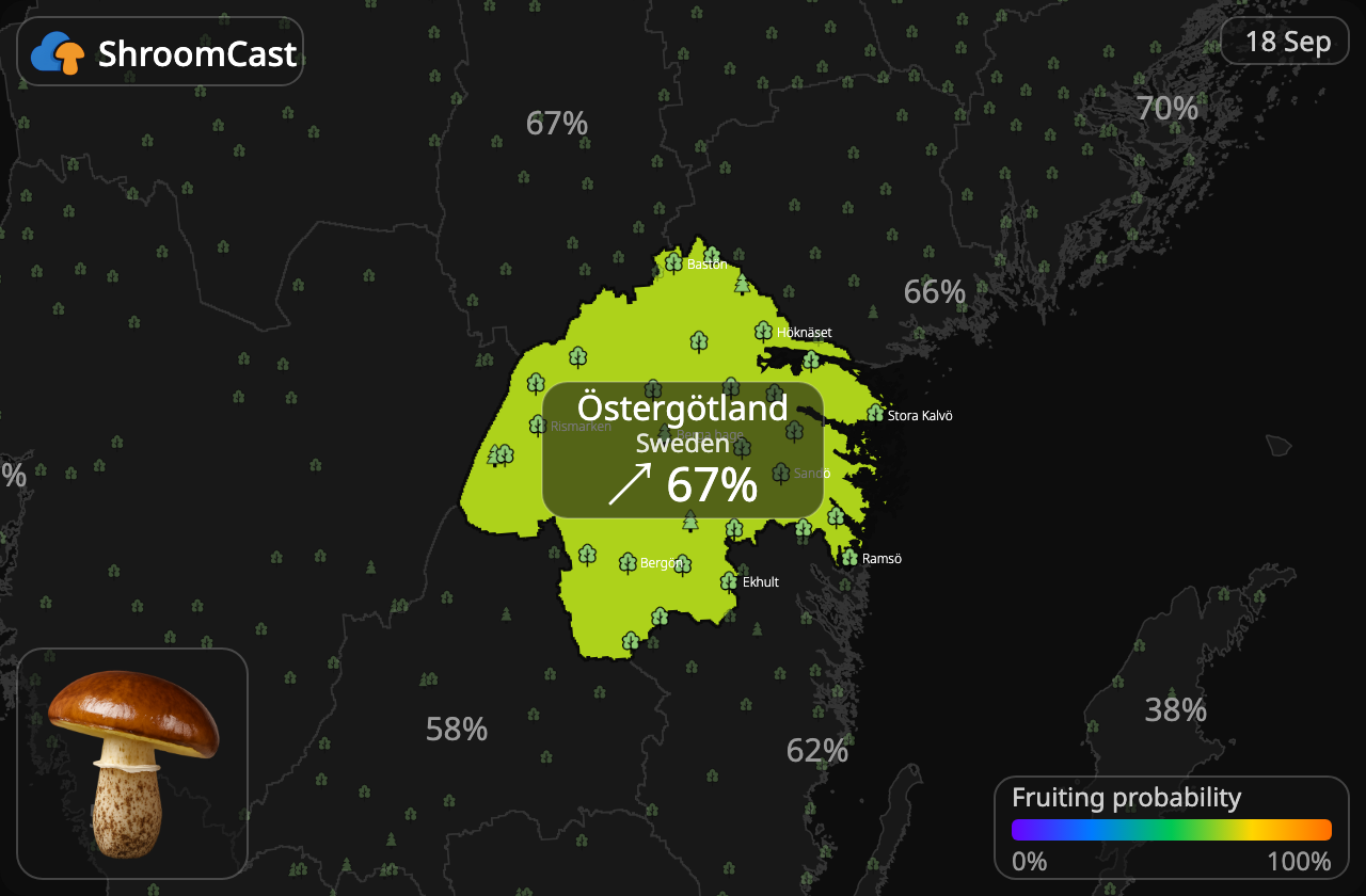Bolet granulé Östergötland