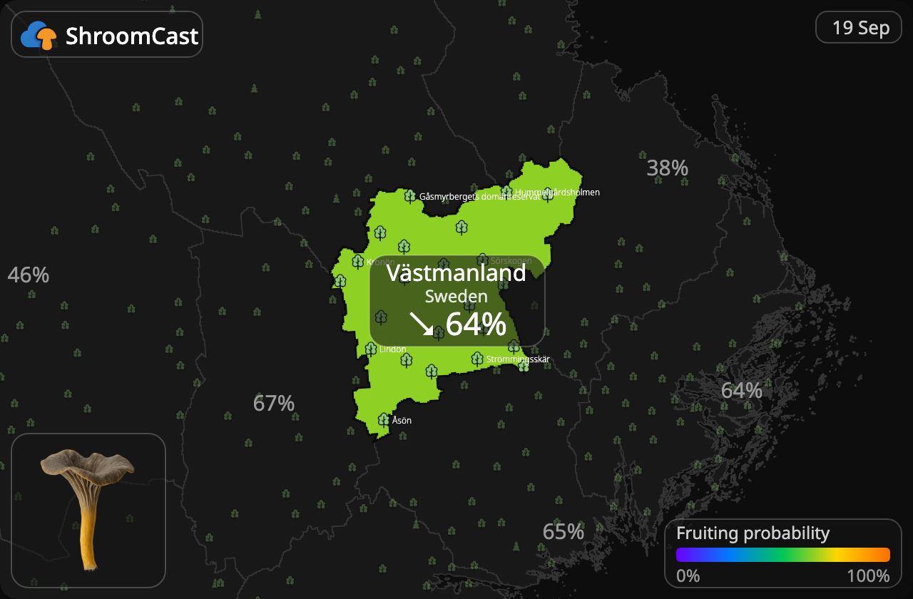 Trattkantarell Västmanland